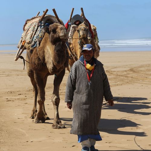 dromadaires plage essaouira
