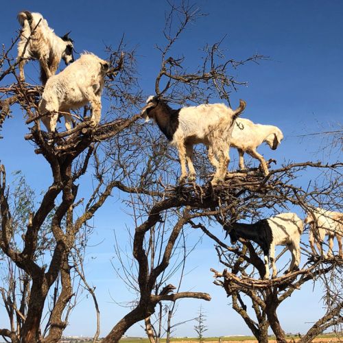 chèvres dans les arbres au maroc